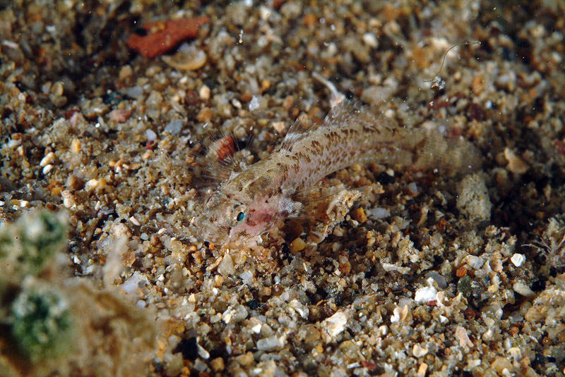 Millerigobius macrocephalus